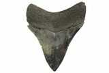 Serrated, Fossil Megalodon Tooth - South Carolina #321229-1